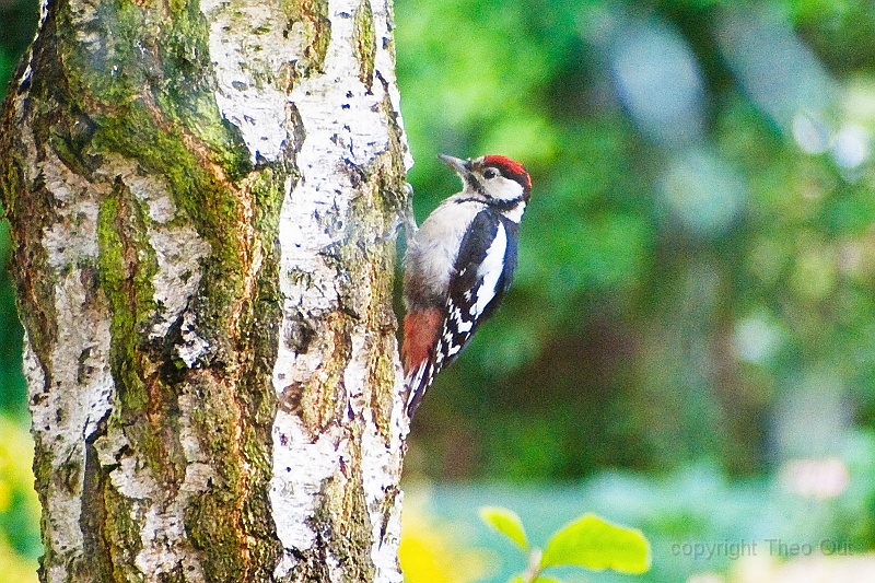 IMGP8816-d.jpg