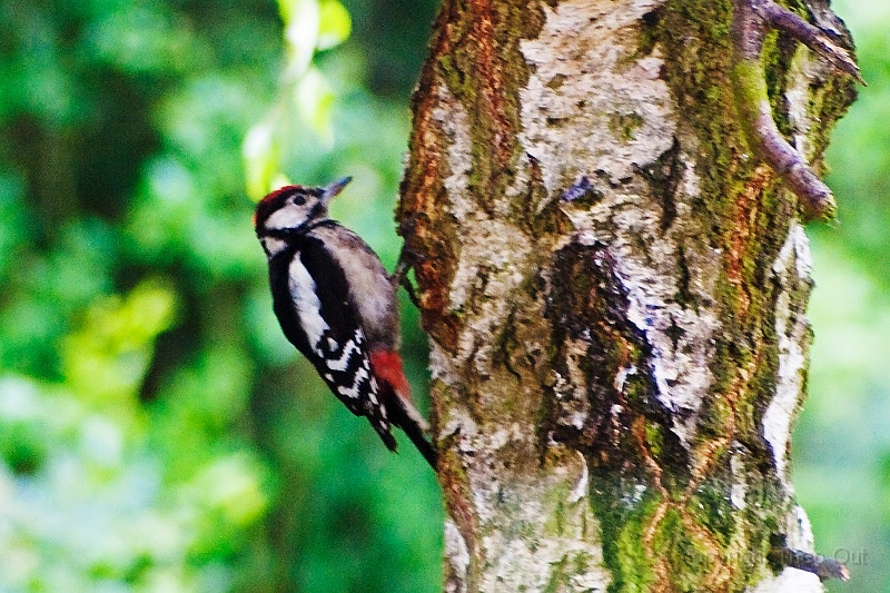 IMGP8818-d1.jpg