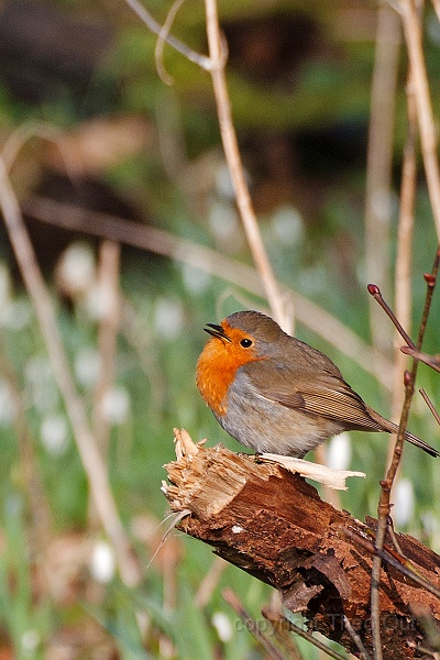 T-roodborst-IGPA2683d.jpg