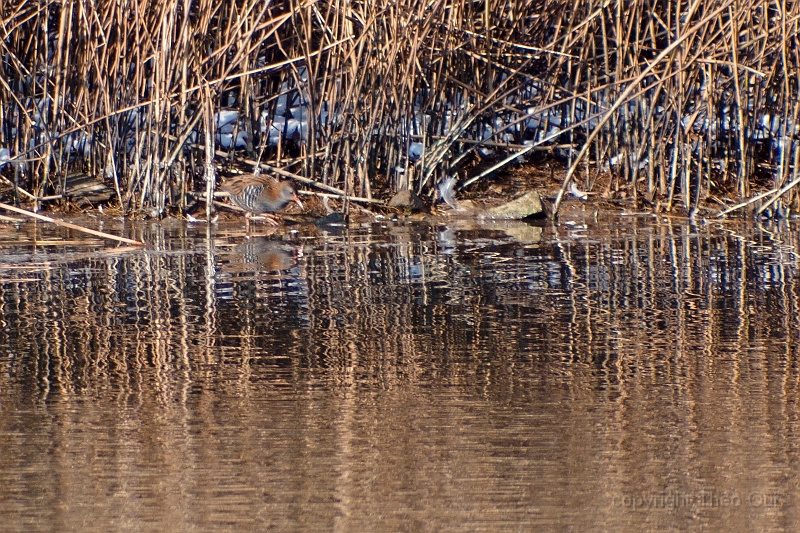 TAOU-20120206_IGPA1173.jpg - waterral_1173