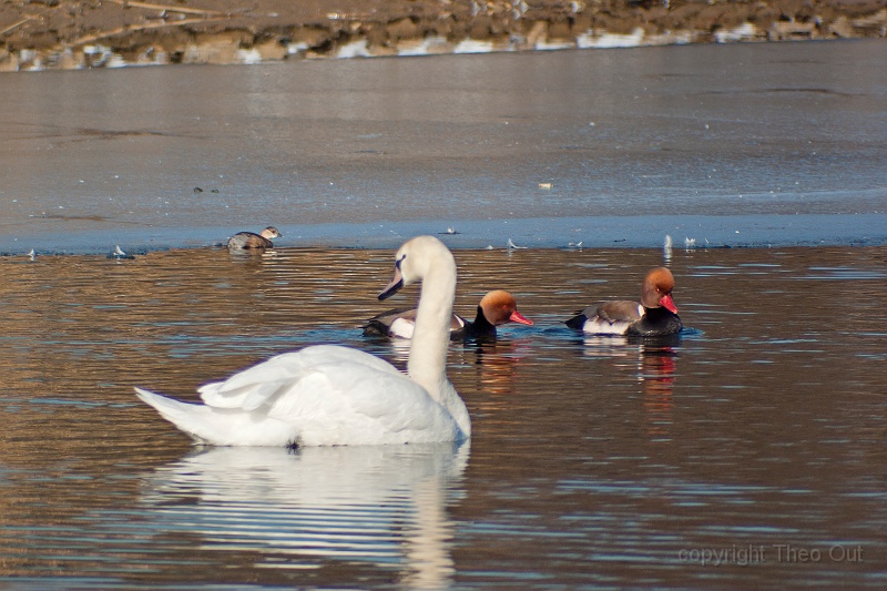 TAOU-20120206_IGPA1183d.jpg