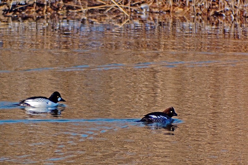 TAOU-20120206_IGPA1186-1.jpg