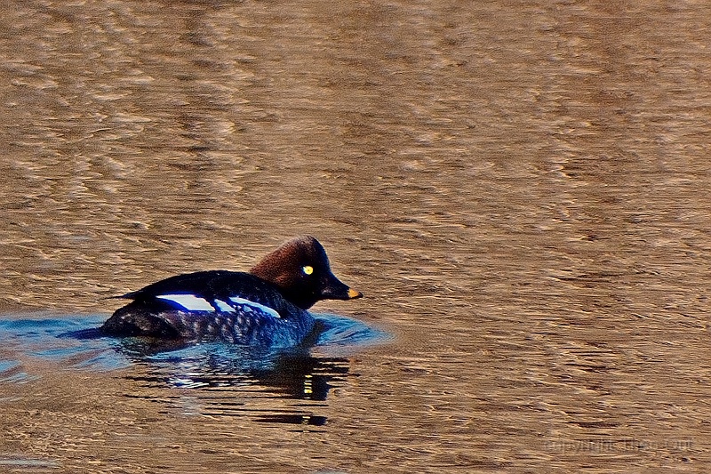 TAOU-20120206_IGPA1186d1.jpg