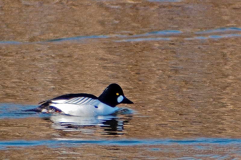 TAOU-20120206_IGPA1186d2.jpg