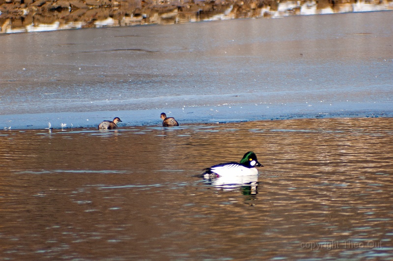 TAOU-20120206_IGPA1187.jpg