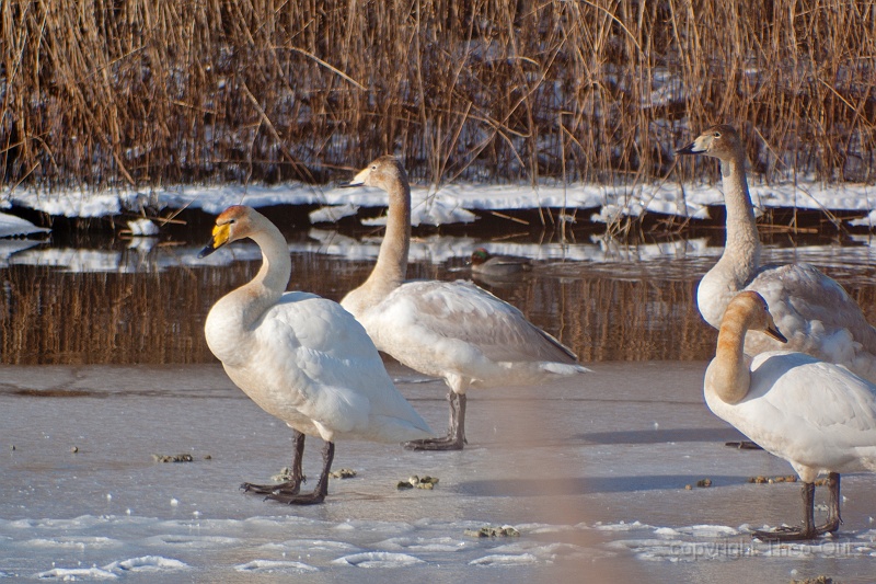 TAOU-20120206_IGPA1220.jpg