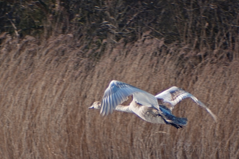 TAOU-20120206_IGPA1232d.jpg