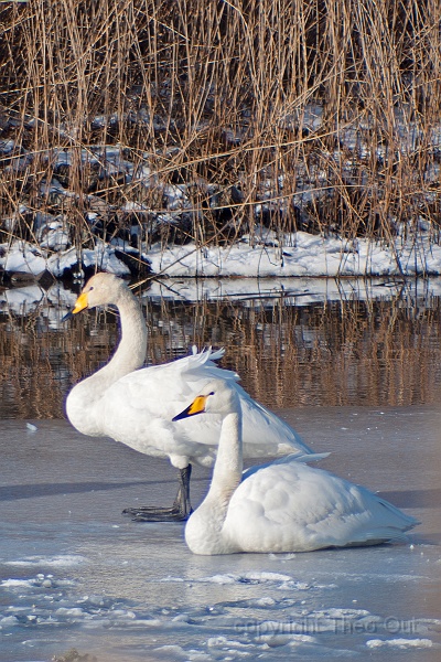TAOU-20120206_IGPA1240d.jpg