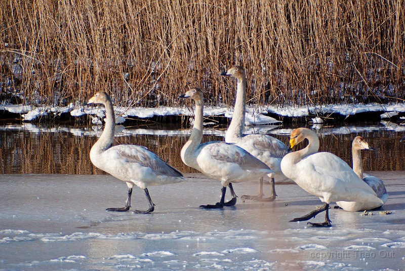 TAOU-20120206_IGPA1242.jpg