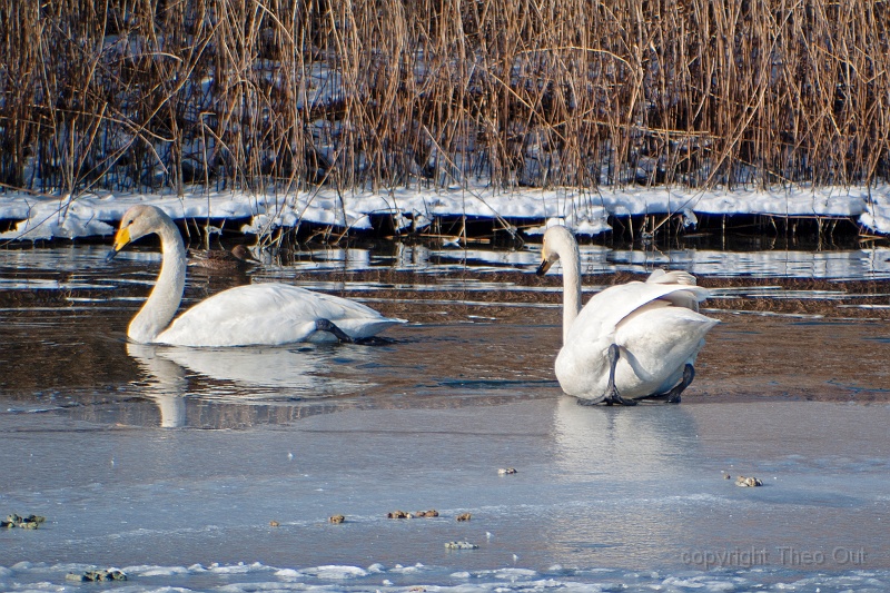 TAOU-20120206_IGPA1264.jpg