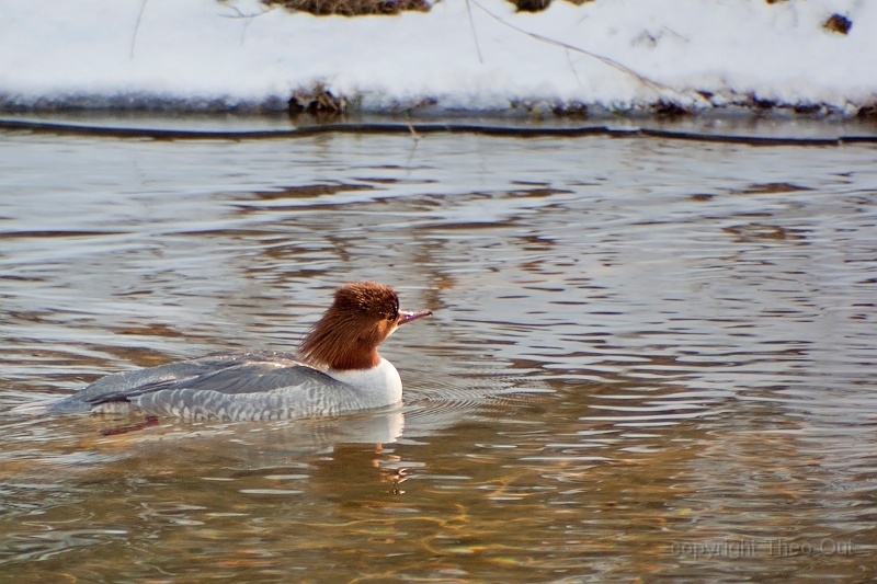 TAOU-20120206_IGPA1281d.jpg - zaagbek_1281d