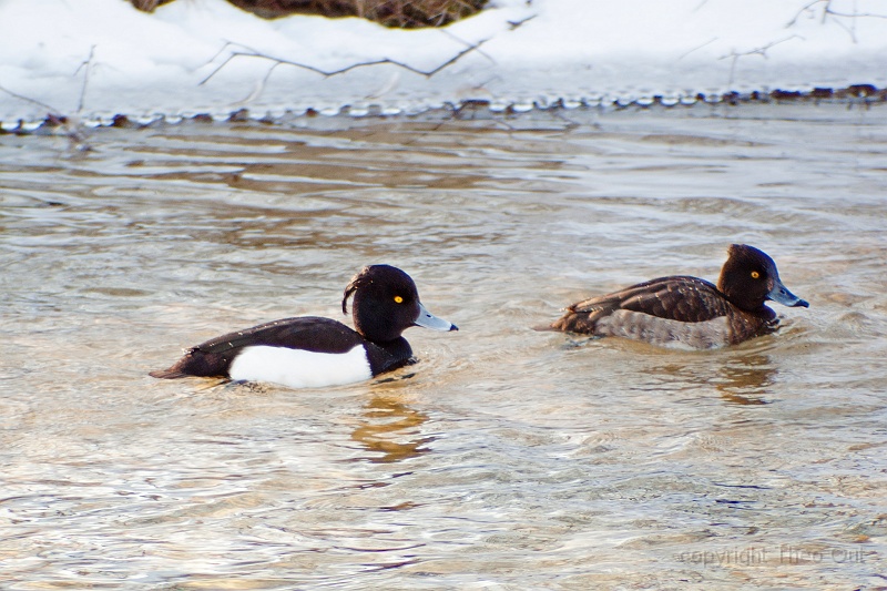 TAOU-20120206_IGPA1305.jpg