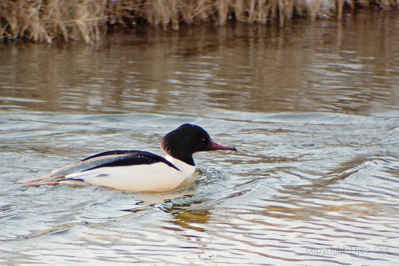 TAOU-20120206_IGPA1318D.jpg - zaagbek_1318d