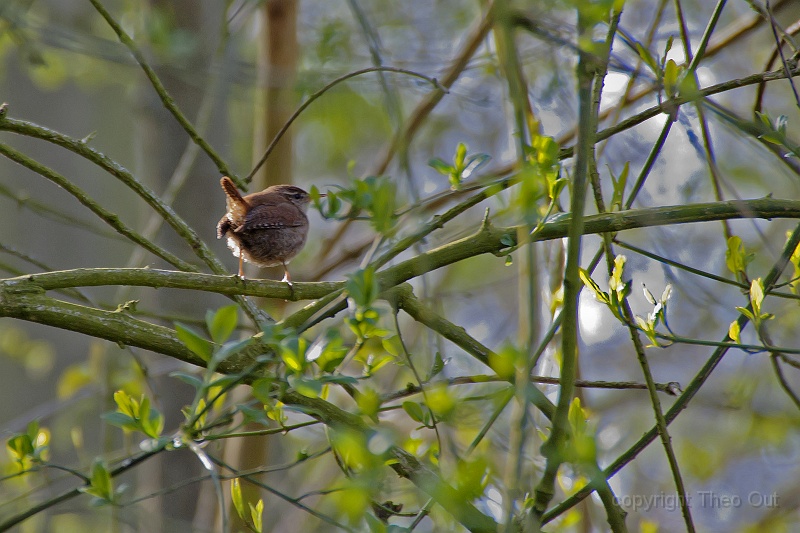 TAOU-20120412_IGPA4971d1-001.jpg - winterkoning
