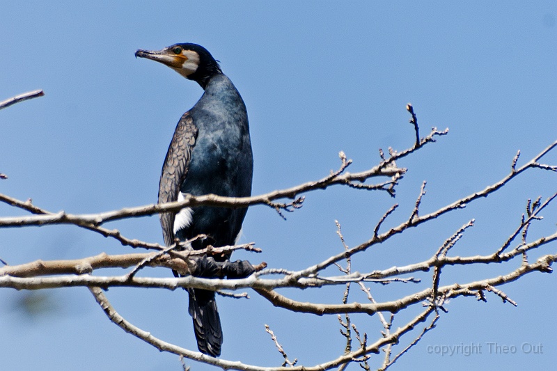 TAOU-20120424_IGPA5540d.jpg