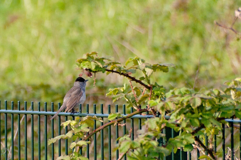 TAOU-20120425_IGPA5570.jpg