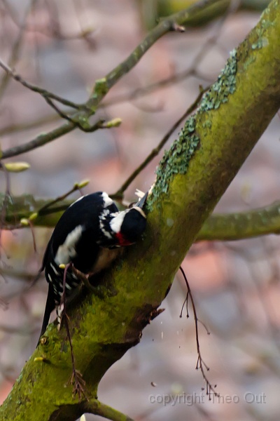 TAOU-20120428_IGP0298.jpg