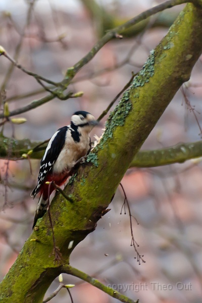 TAOU-20120428_IGP0299.jpg