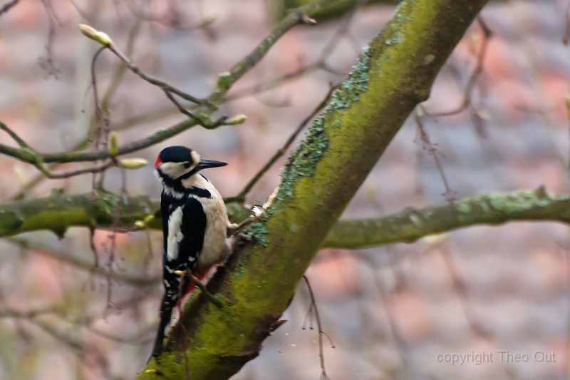 TAOU-20120428_IGP0305.jpg