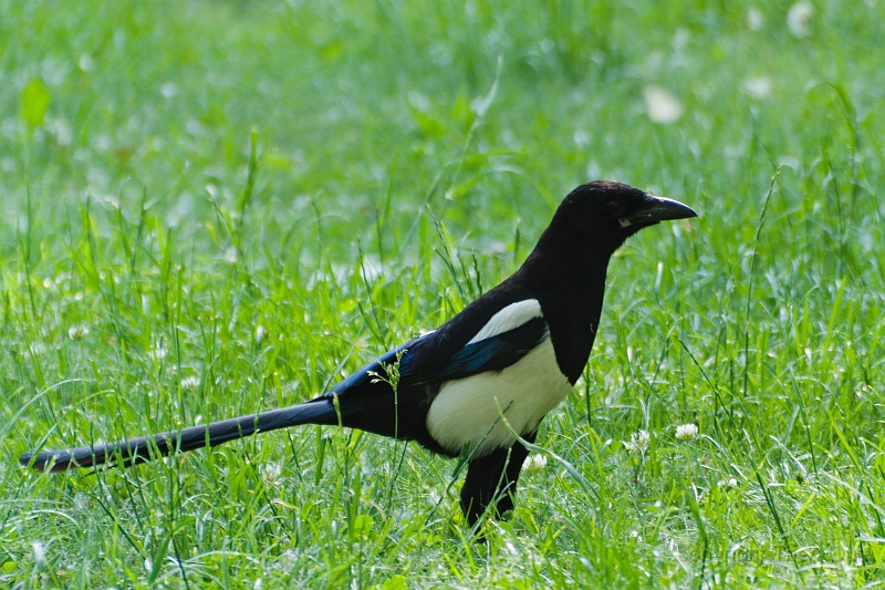 TAOU-20120530_IGP1740.jpg