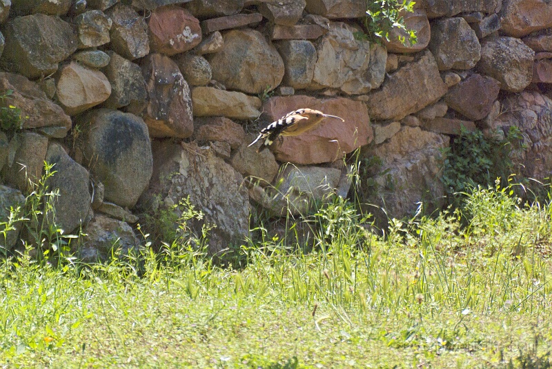 TAOU-20120605_IGP1926-001.jpg