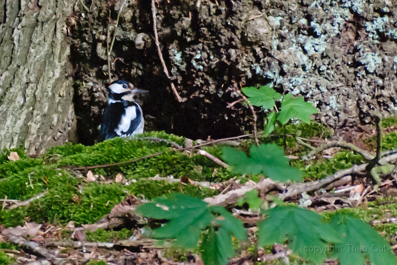 TAOU-20120613_IGP1984.jpg