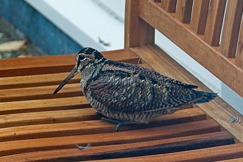 TAOU-20121022_IGP7554.jpg
