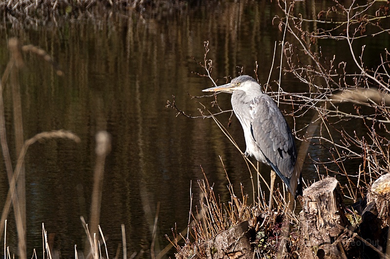 TAOU-20130406_IGP4447.jpg