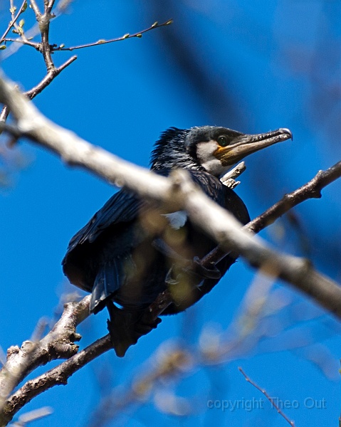 TAOU-20130504_IGP5942d.jpg