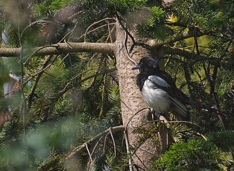 TAOU-20170614_IGP8232n.jpg
