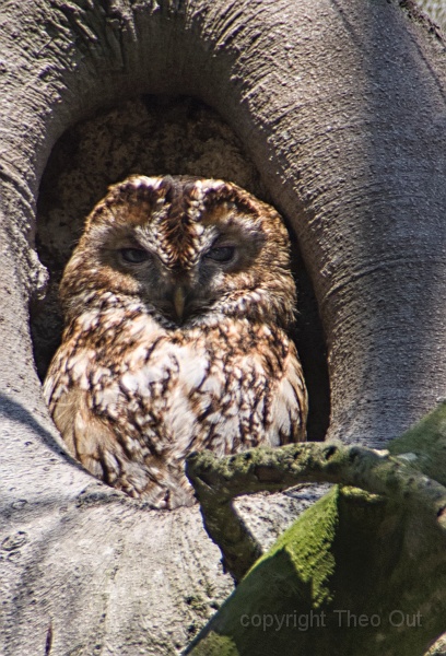 TAOU-20190408_IMG4257d2-uil.jpg