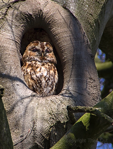 TAOU-20190408_IMG4263d3-uil.jpg