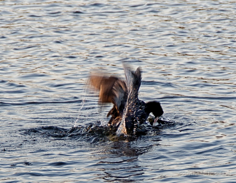 TAOU-20201106_IMG9612.jpg