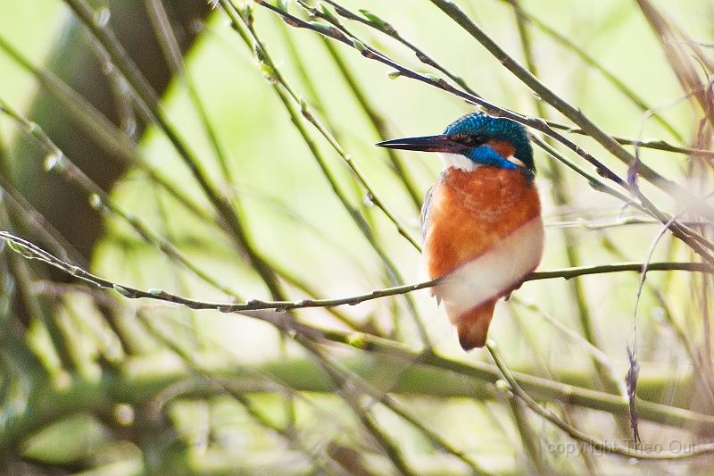ijsvogel-64.jpg
