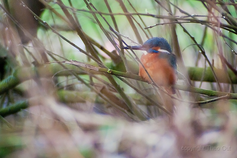 ijsvogel-82.jpg