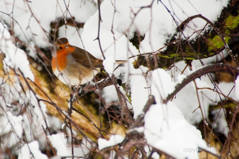 roodborst-87.jpg