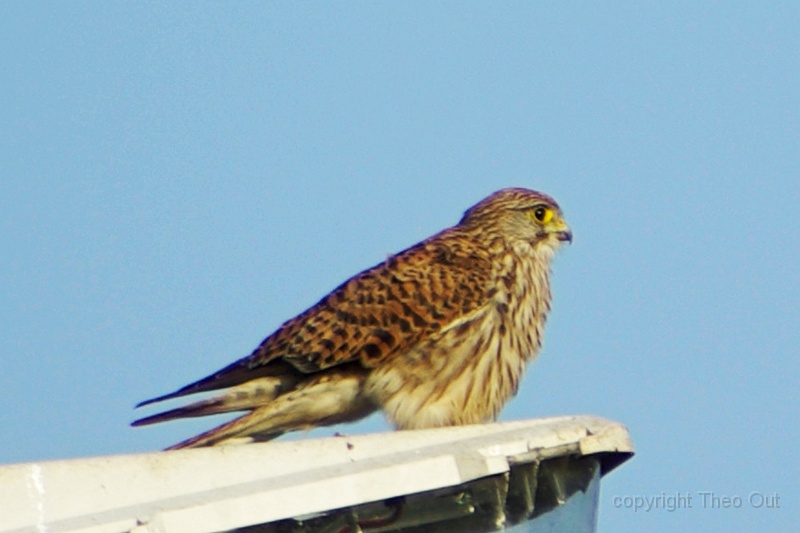 valk-IMGP4198-d.jpg
