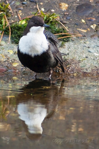 waterspreeuw-03.jpg
