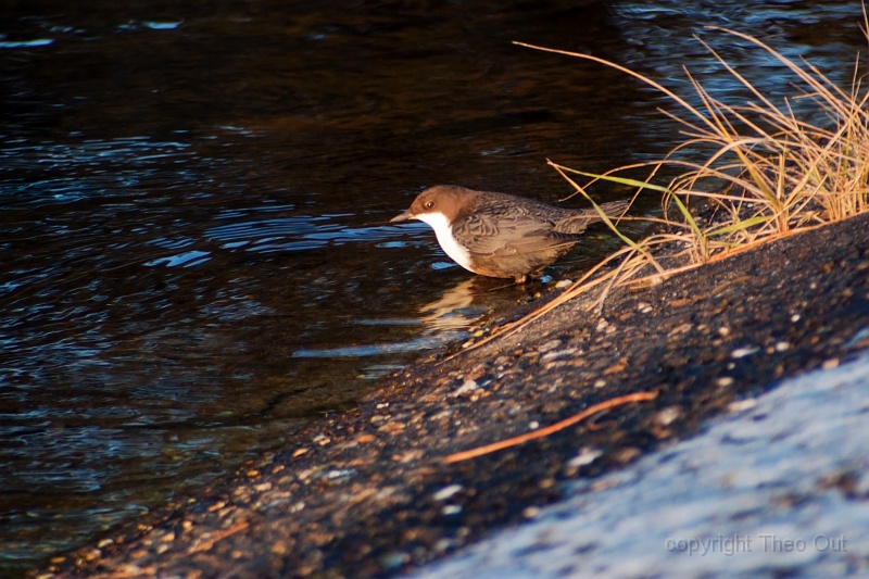 waterspreeuw-68.jpg