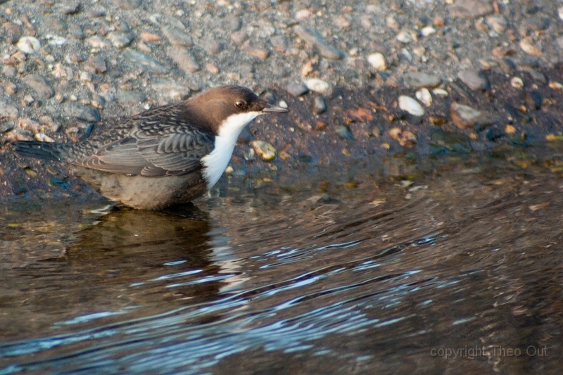 waterspreeuw-75.jpg