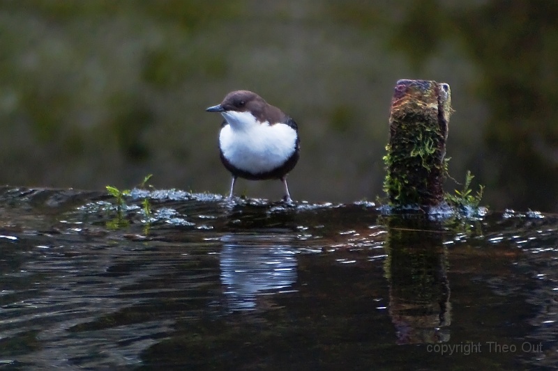 waterspreeuw-_IGP5345.jpg