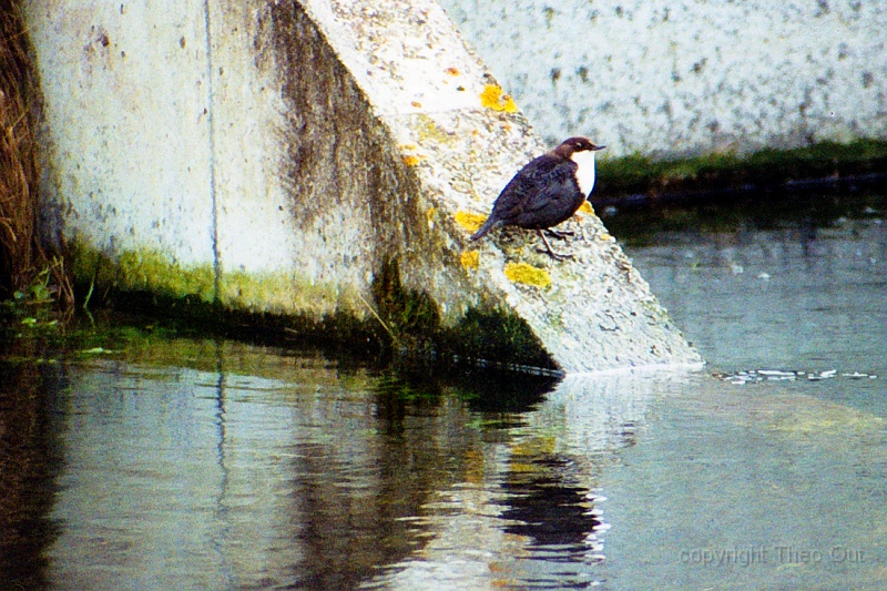 waterspreeuw-feb-2002-f001c.jpg