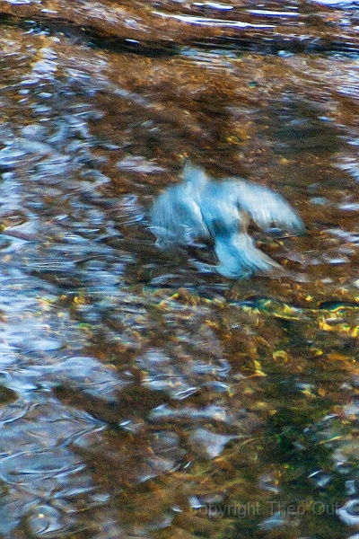 waterspreeuw-onder-water-10.jpg