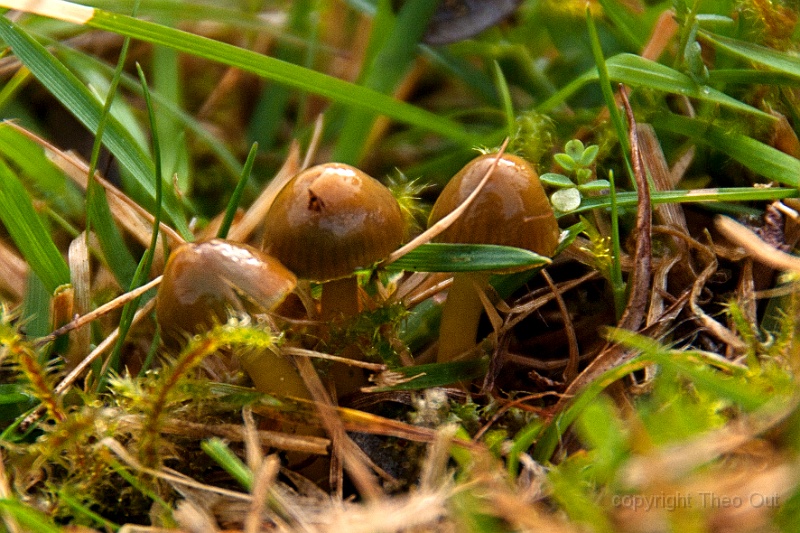TAOU-20131004_IGP1417d-papagaaizwam.jpg