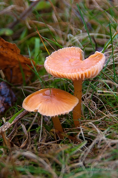 TAOU-20131101_IGP1896-slijmwasplaat.jpg