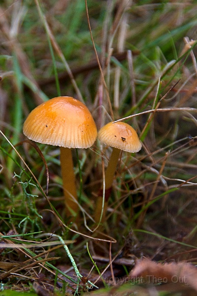 TAOU-20131101_IGP1898-slijmwasplaat.jpg