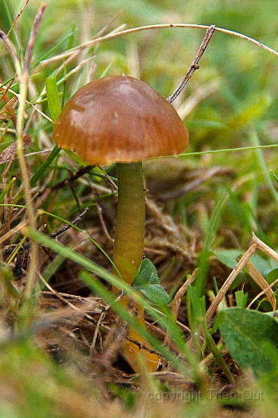 TAOU-20131107_IGP2035-papagaaizwam.jpg