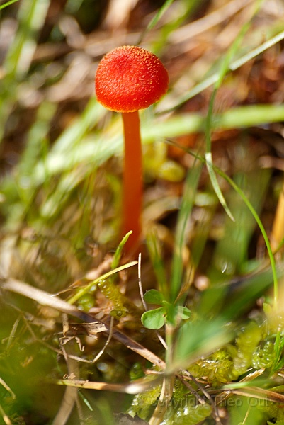 TAOU-20140813_IGP3140-broos-vuurzwammetje.jpg