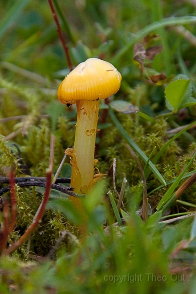 TAOU-20140813_IGP3152-puntmutswasplaat.jpg