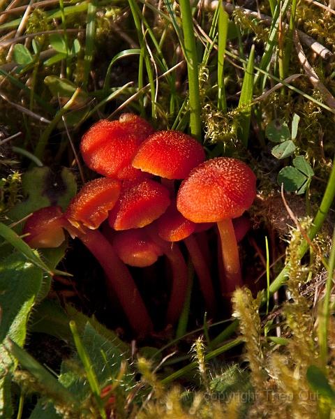 TAOU-20140827_IGP3358.jpg
